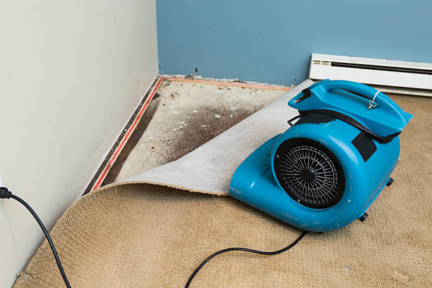 Best Basement water damage restoration  in Wooster, AR